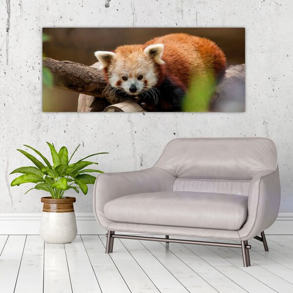 Slika crvene pande (120x50 cm)
