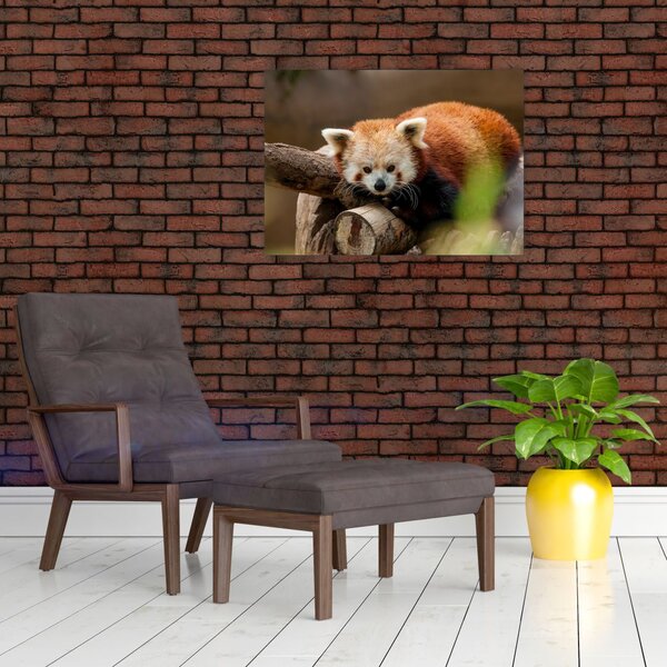 Slika crvene pande (70x50 cm)