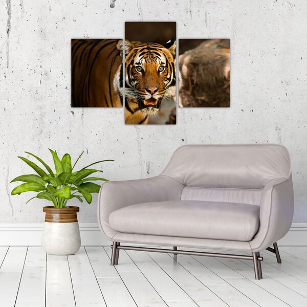 Slika tigra (90x60 cm)