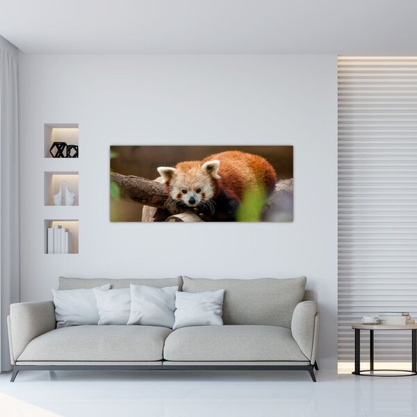 Slika crvene pande (120x50 cm)