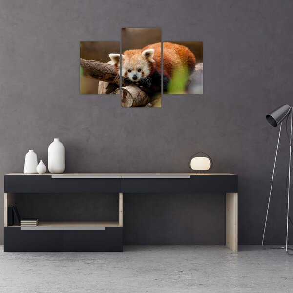 Slika crvene pande (90x60 cm)