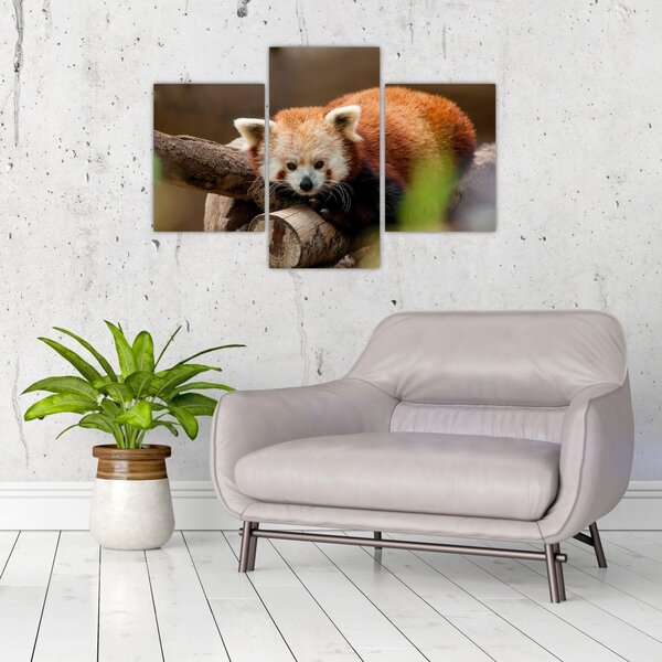 Slika crvene pande (90x60 cm)