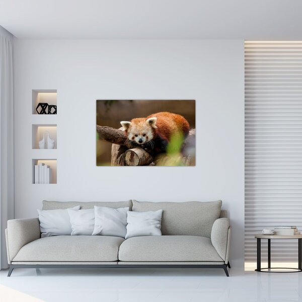 Slika crvene pande (90x60 cm)