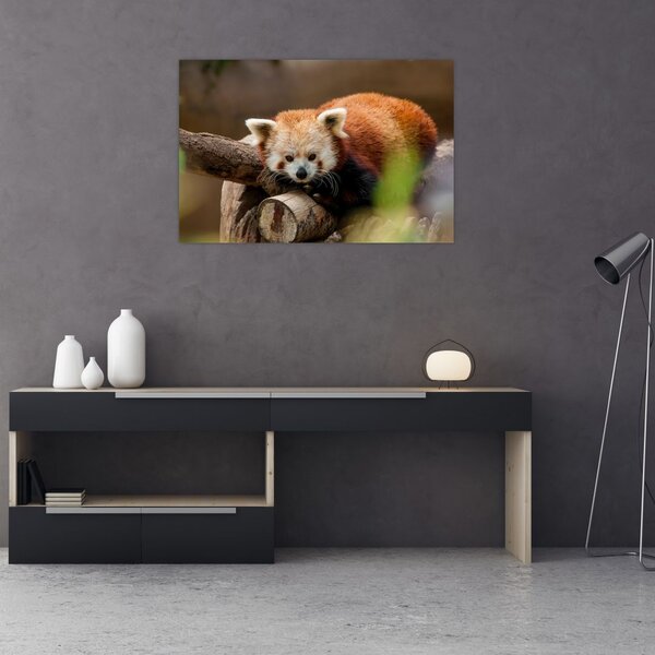 Slika crvene pande (90x60 cm)