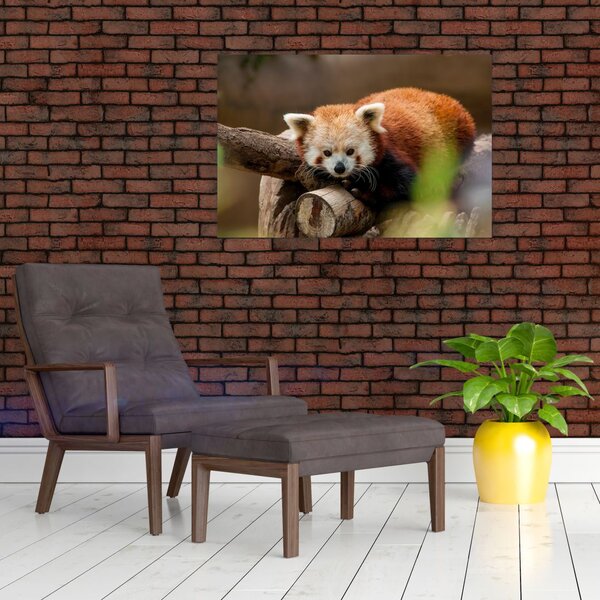Slika crvene pande (90x60 cm)