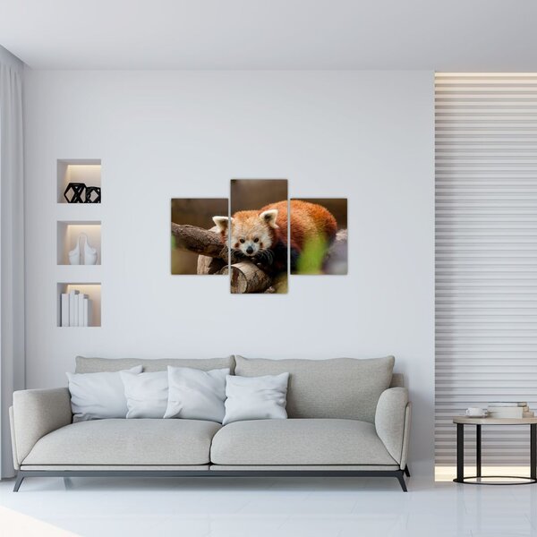 Slika crvene pande (90x60 cm)