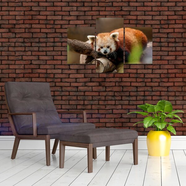 Slika crvene pande (90x60 cm)