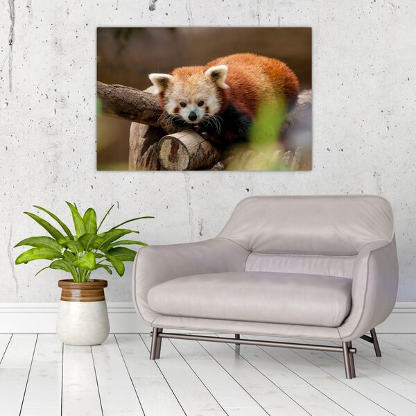 Slika crvene pande (90x60 cm)