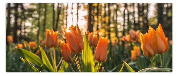 Slika - cvijeće tulipana (120x50 cm)