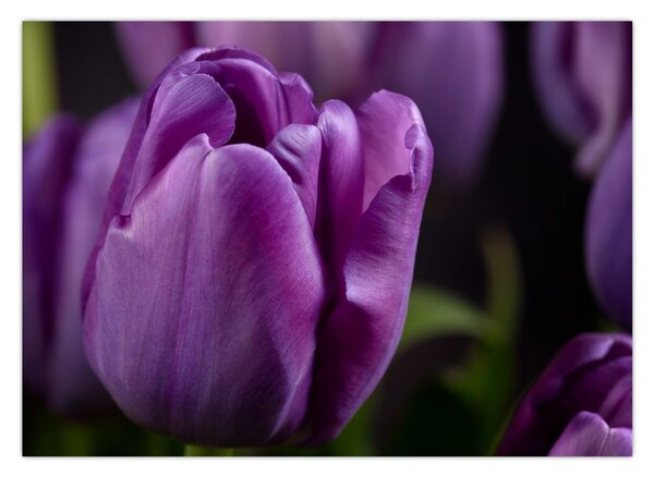 Slika cvjetova tulipana (70x50 cm)