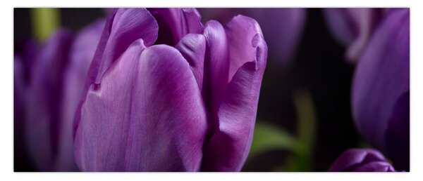Slika cvjetova tulipana (120x50 cm)