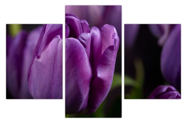Slika cvjetova tulipana (90x60 cm)