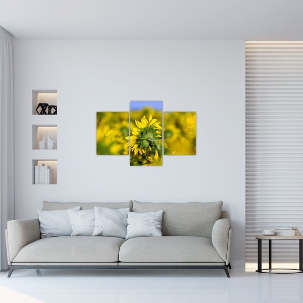 Slika suncokreta (90x60 cm)