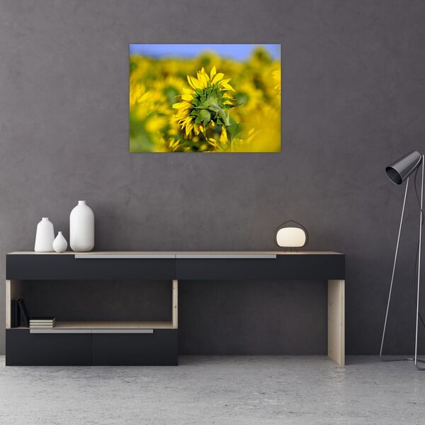 Slika suncokreta (70x50 cm)