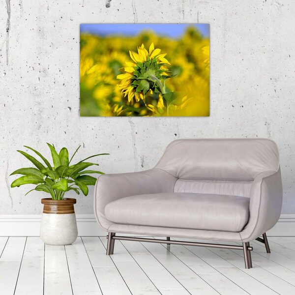Slika suncokreta (70x50 cm)