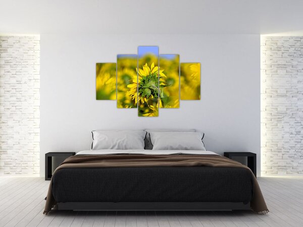 Slika suncokreta (150x105 cm)