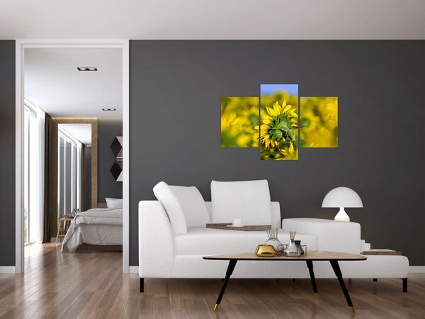 Slika suncokreta (90x60 cm)