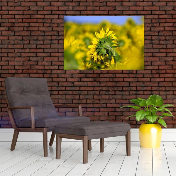 Slika suncokreta (90x60 cm)