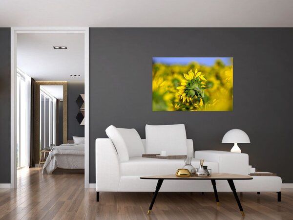 Slika suncokreta (90x60 cm)