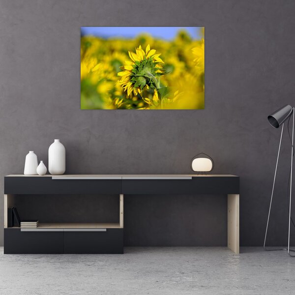 Slika suncokreta (90x60 cm)