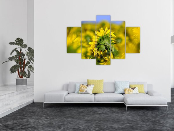 Slika suncokreta (150x105 cm)