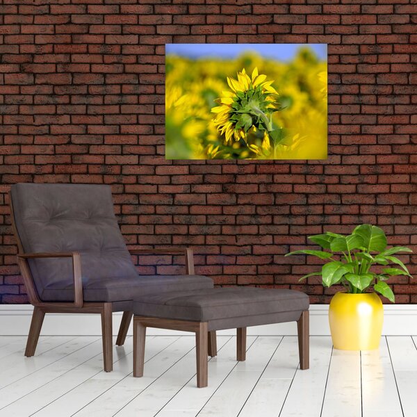 Slika suncokreta (70x50 cm)