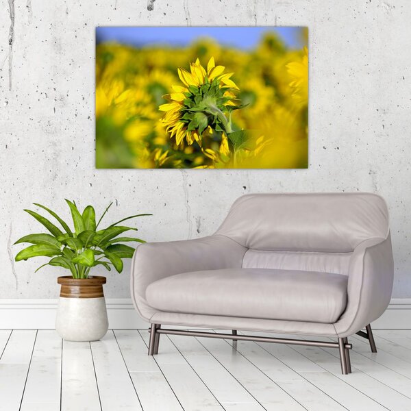 Slika suncokreta (90x60 cm)
