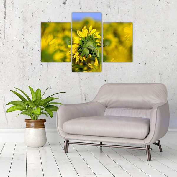Slika suncokreta (90x60 cm)