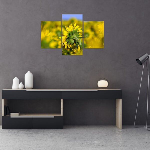 Slika suncokreta (90x60 cm)