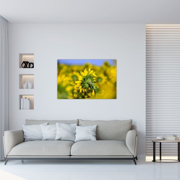 Slika suncokreta (90x60 cm)