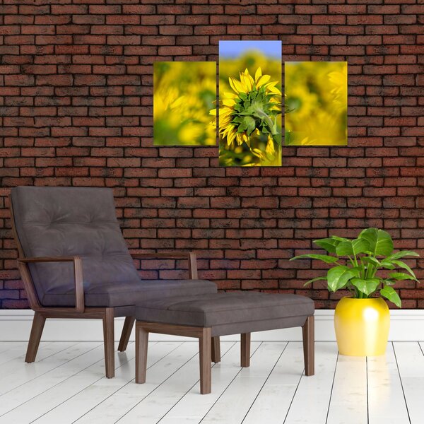 Slika suncokreta (90x60 cm)