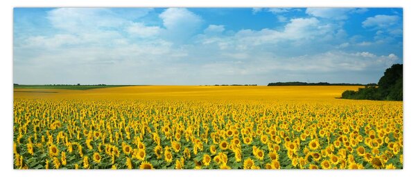 Slika - polje suncokreta (120x50 cm)