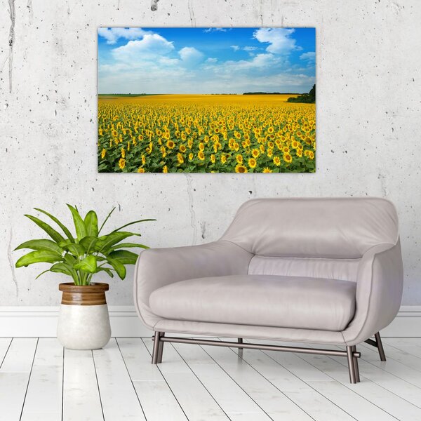Slika - polje suncokreta (90x60 cm)