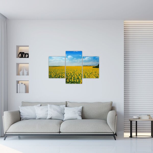 Slika - polje suncokreta (90x60 cm)