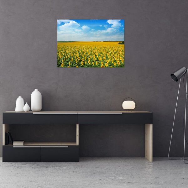 Slika - polje suncokreta (70x50 cm)