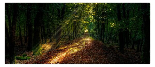 Slika šumskog puta (120x50 cm)