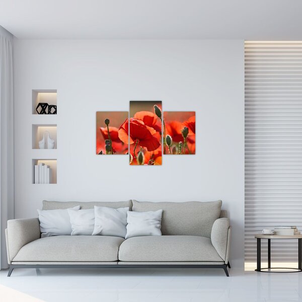Slika maka (90x60 cm)