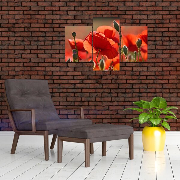 Slika maka (90x60 cm)