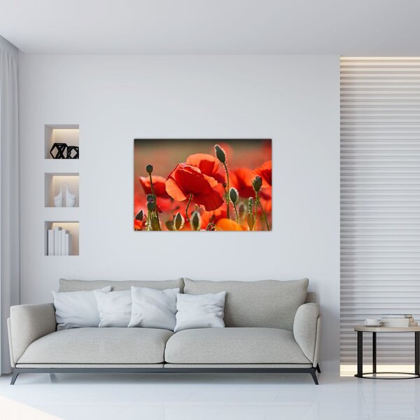 Slika maka (90x60 cm)
