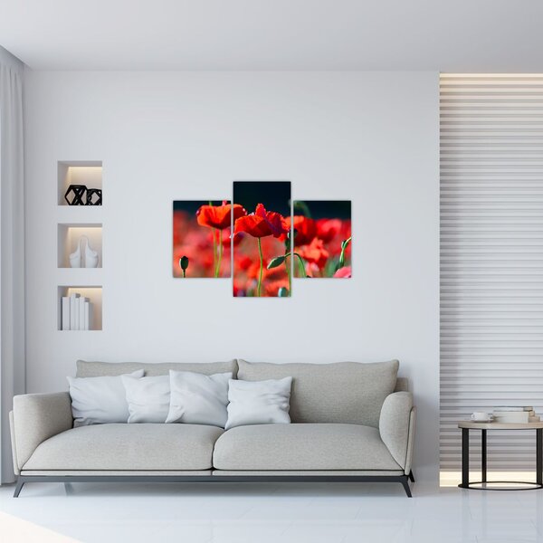 Slika - makovi (90x60 cm)