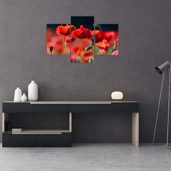 Slika - makovi (90x60 cm)
