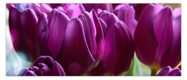 Slika tulipana (120x50 cm)
