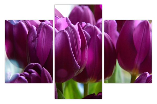 Slika tulipana (90x60 cm)