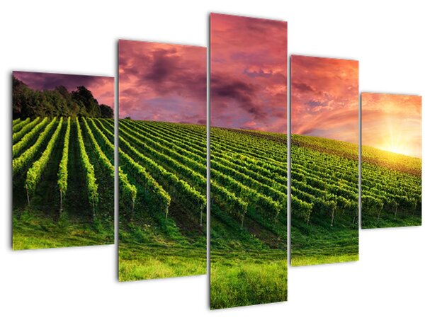 Slika vinograda s obojenim nebom (150x105 cm)