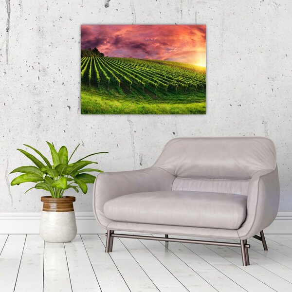 Slika vinograda s obojenim nebom (70x50 cm)