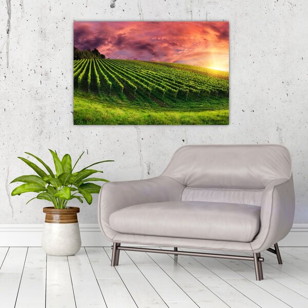 Slika vinograda s obojenim nebom (90x60 cm)