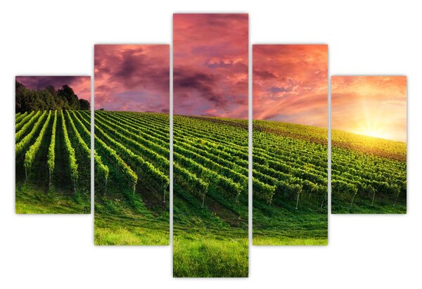 Slika vinograda s obojenim nebom (150x105 cm)