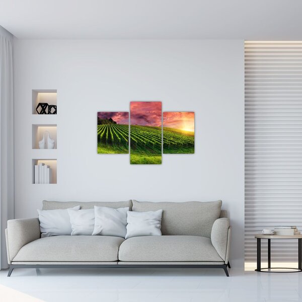Slika vinograda s obojenim nebom (90x60 cm)