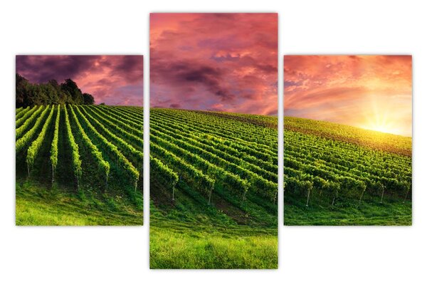 Slika vinograda s obojenim nebom (90x60 cm)