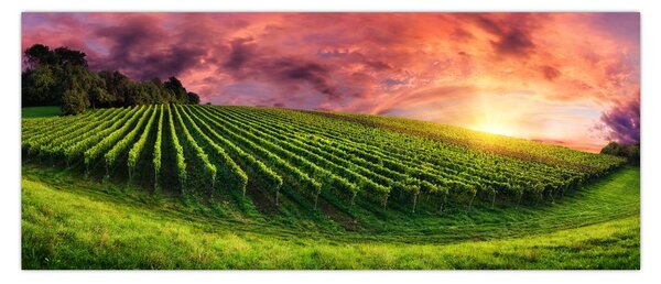 Slika vinograda s obojenim nebom (120x50 cm)